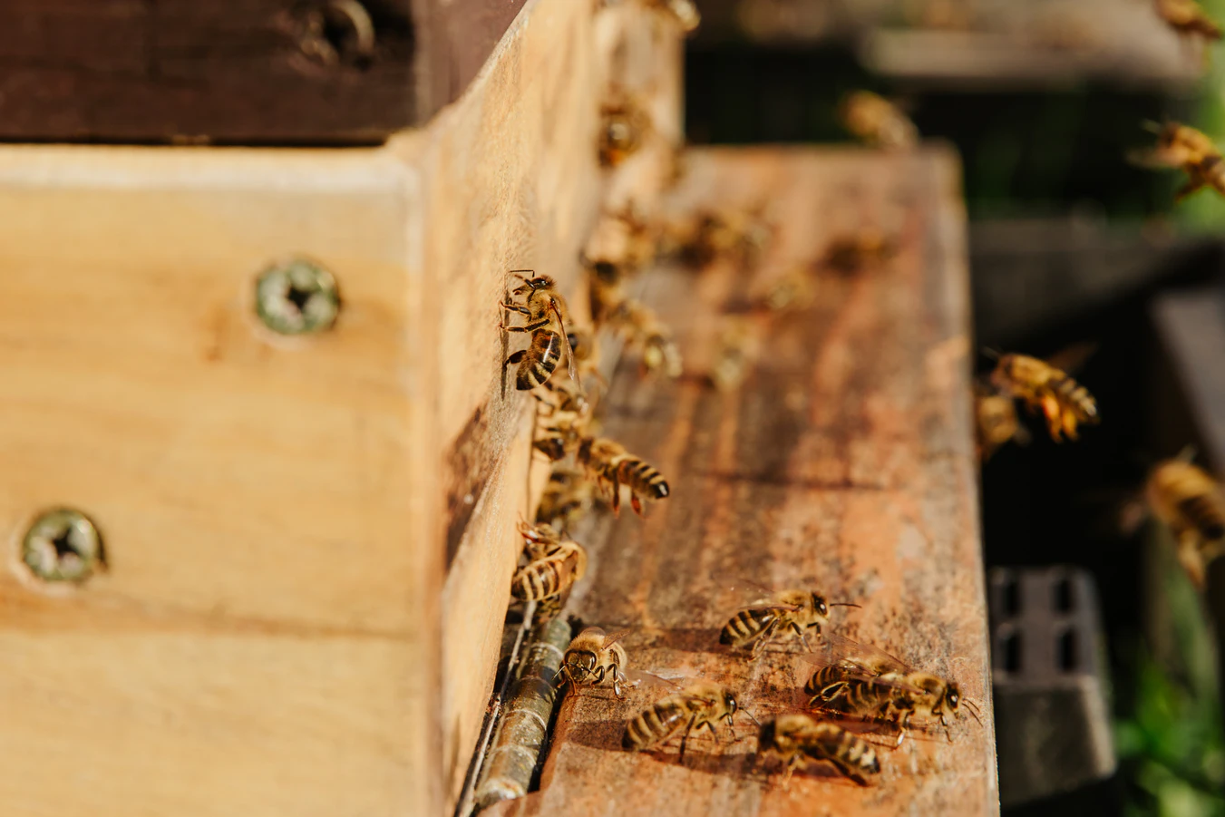 Image principale. Une ruche avec des abeilles.